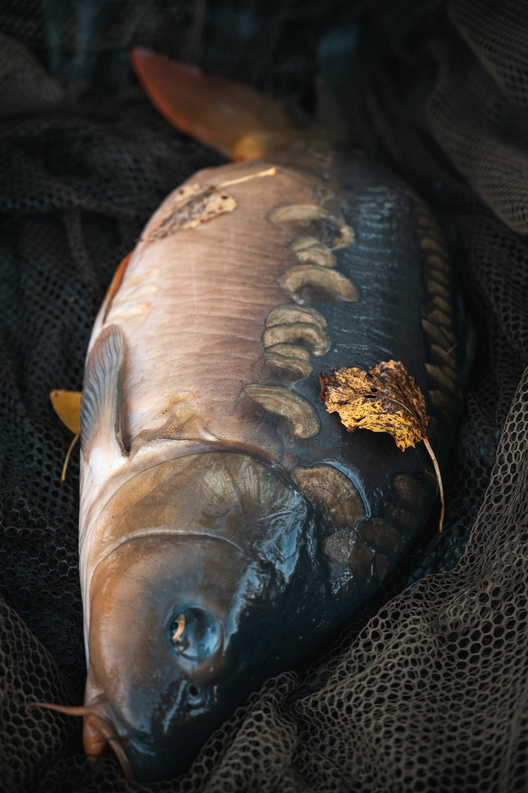 dsc-5064.jpg (2.58 MB)