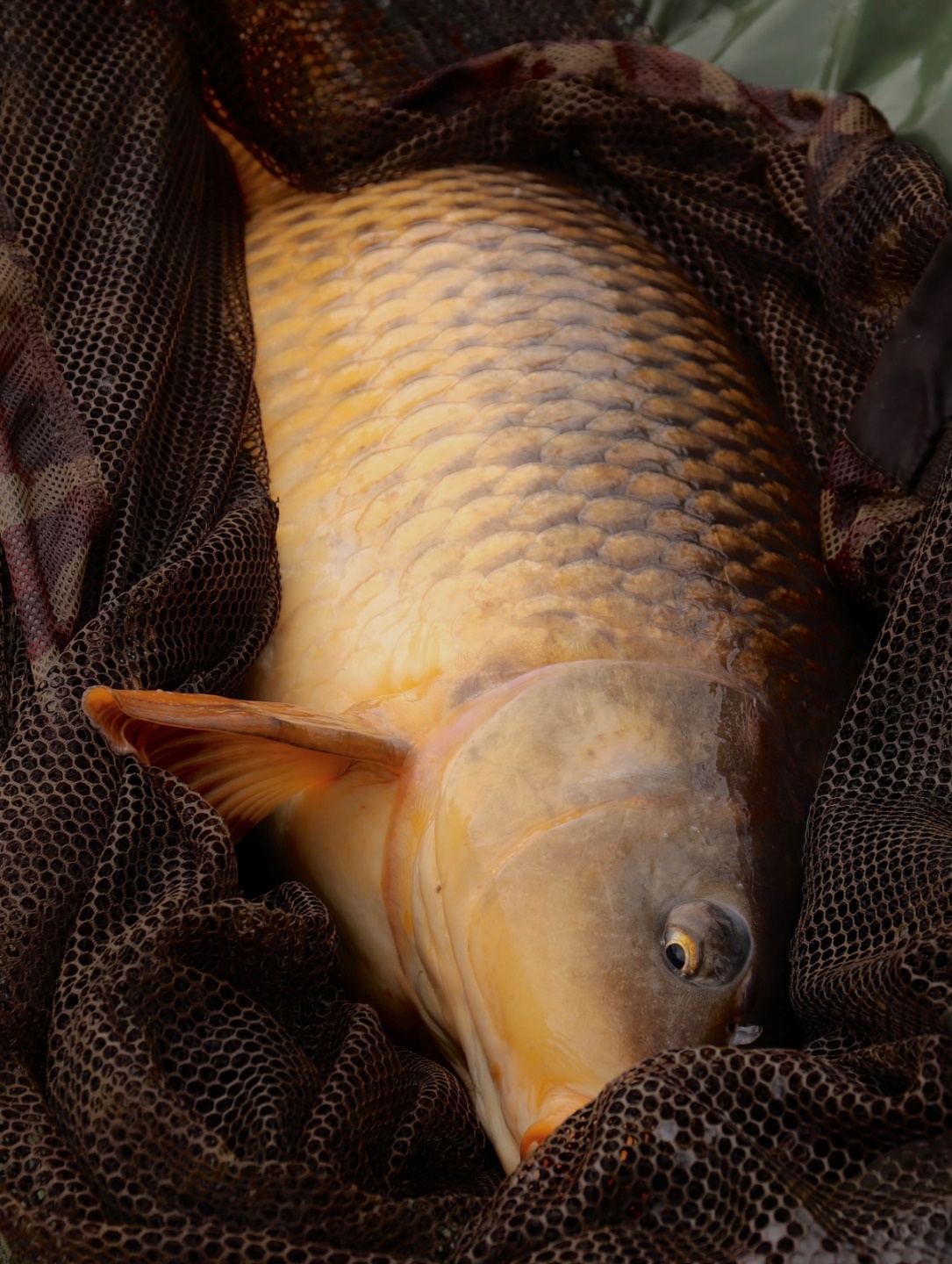 img-0461.jpg (506 KB)