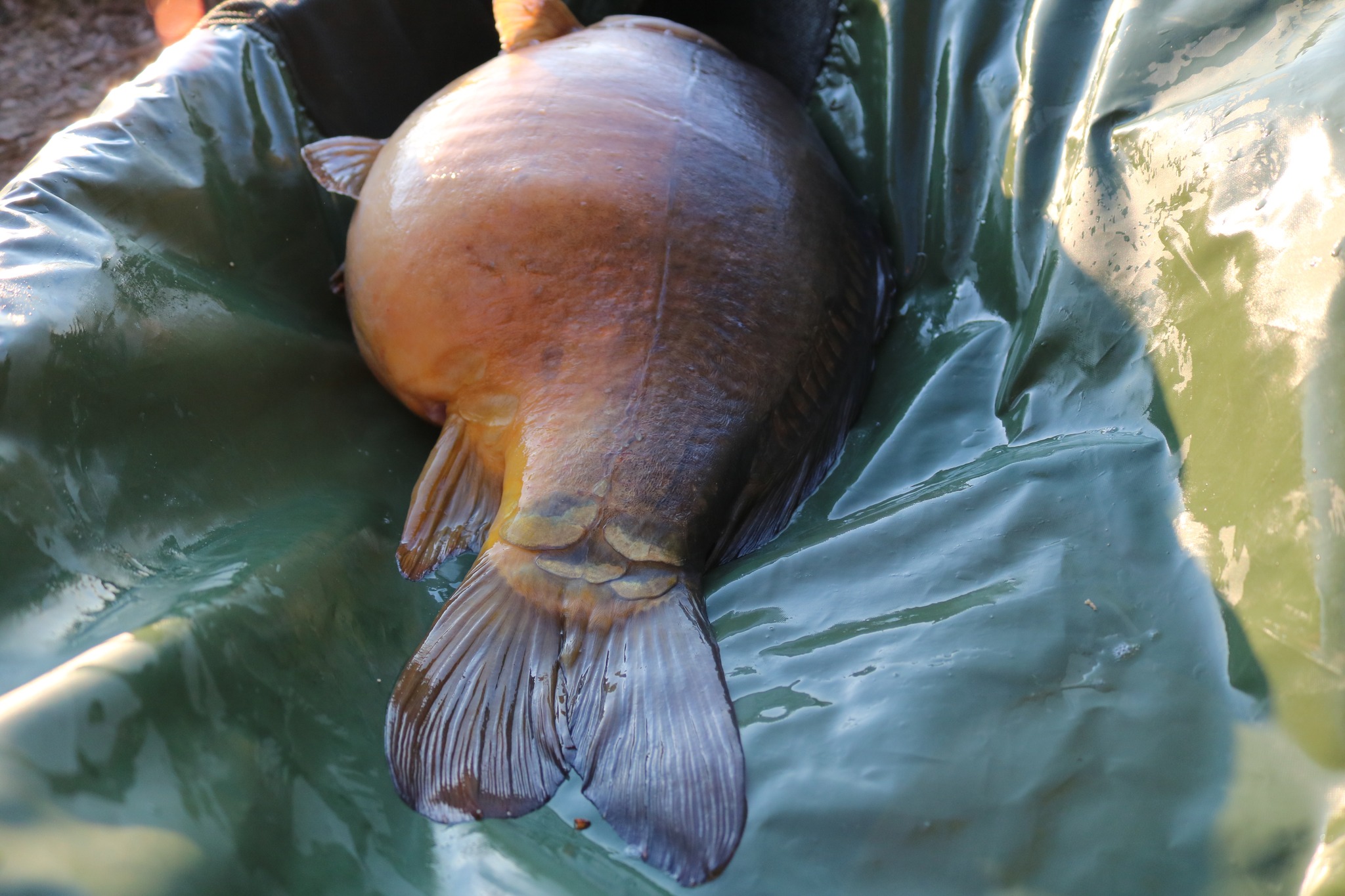 26-10-2022-3.jpg (496 KB)